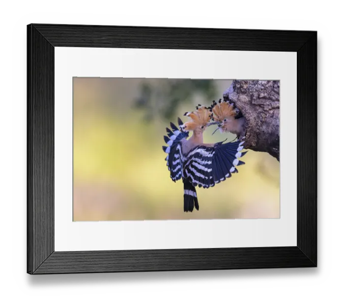 Framed Print : Hoopoe (Upupa epops) bird of the year 2022 Framed Print : Hoopoe (Upupa epops) bird of the year 2022