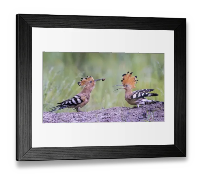 Framed Print : Hoopoe (Upupa epops) bird of the year 2022 Framed Print : Hoopoe (Upupa epops) bird of the year 2022