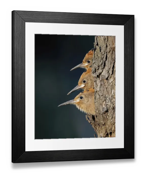 Framed Print : Hoopoe (Upupa epops) bird of the year 2022 Framed Print : Hoopoe (Upupa epops) bird of the year 2022