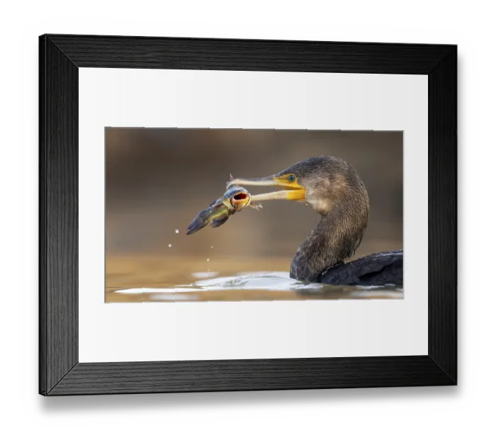 Framed Print : Cormorant (Phalacrocorax carbo) with catfish as prey