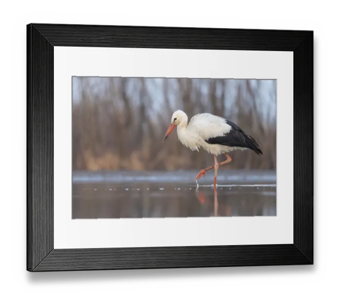 Framed Print : White stork (Ciconia ciconia) rattles stork Framed Print : White stork (Ciconia ciconia) rattles stork