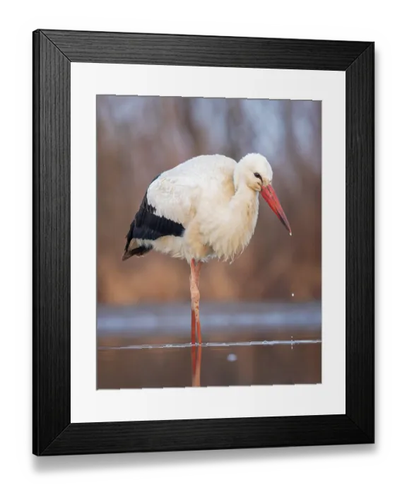 Framed Print : White stork (Ciconia ciconia) rattles stork Framed Print : White stork (Ciconia ciconia) rattles stork