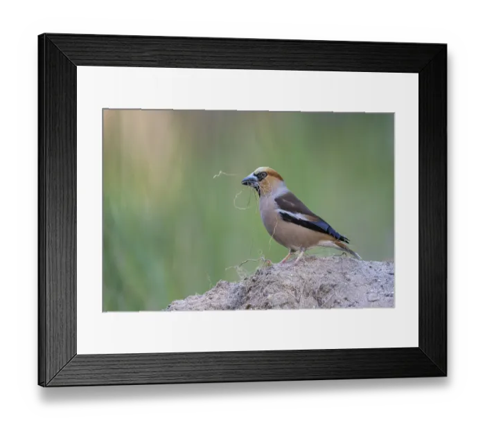 Framed Print : Heartbite (Coccothraustes coccothraustes) male Framed Print : Heartbite (Coccothraustes coccothraustes) male