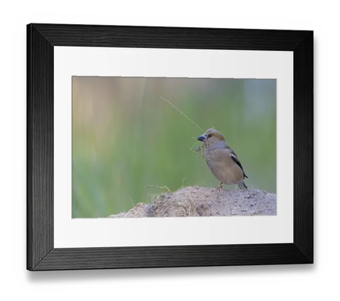 Framed Print : Heartbite (Coccothraustes coccothraustes) female