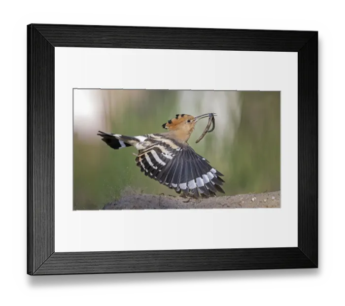 Framed Print : Hoopoe (Upupa epops) bird of the year 2022