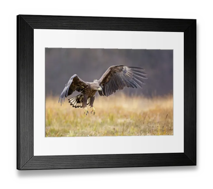Framed Print : White-tailed eagle (Haliaeetus albicilla) young bird hunting