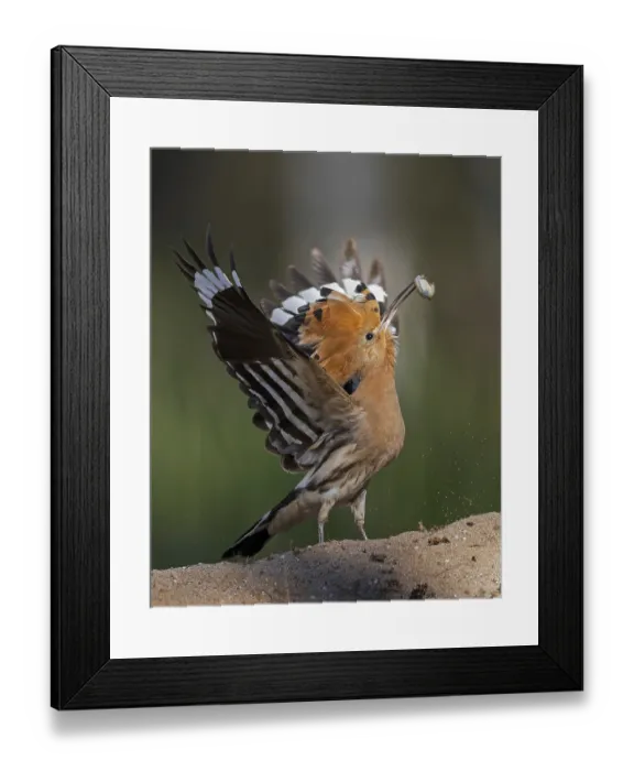 Framed Print : Hoopoe (Upupa epops) bird of the year 2022