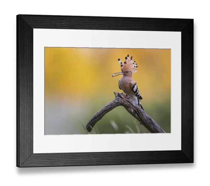 Framed Print : Hoopoe (Upupa epops) bird of the year 2022