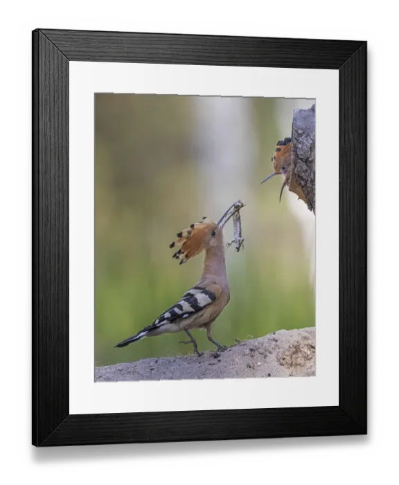 Framed Print : Hoopoe (Upupa epops) bird of the year 2022