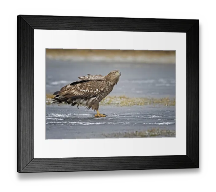Framed Print : White-tailed eagle (Haliaeetus albicilla) young bird hunting Framed Print : White-tailed eagle (Haliaeetus albicilla) young bird hunting
