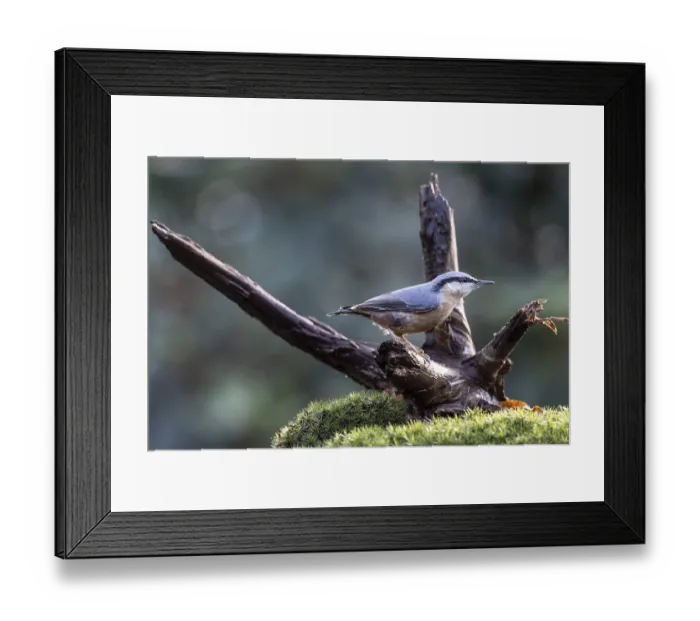 Framed Print : Nuthatch (Sitta europaea), Emsland