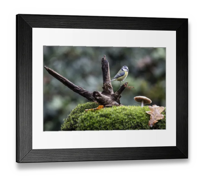 Framed Print : Blue tit (Parus caerulea), Emsland