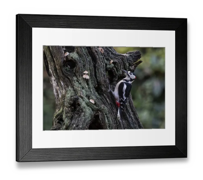 Framed Print : Great Spotted Woodpecker (Dendrocopos major)
