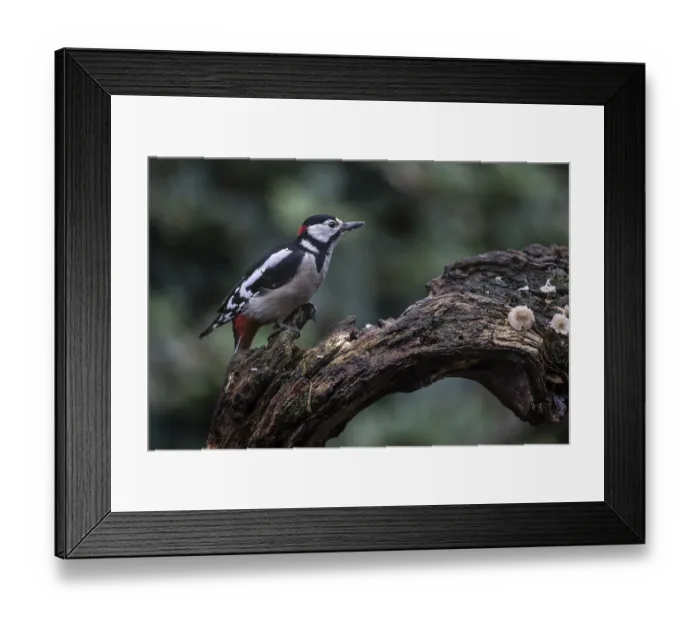 Framed Print : Great Spotted Woodpecker (Dendrocopos major) Framed Print : Great Spotted Woodpecker (Dendrocopos major)