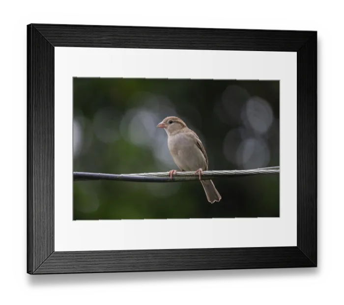 Framed Print : House sparrow (Passer domesticus) sitting on a wire