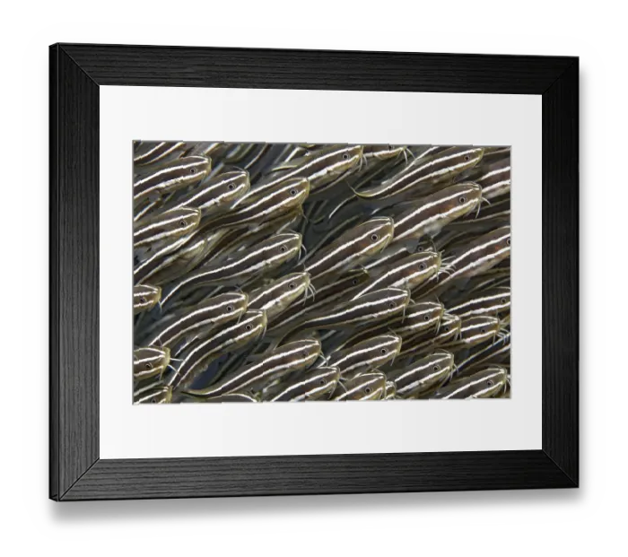 Framed Print : Swarm of striped coral catfish (Plotosus) lineatus)