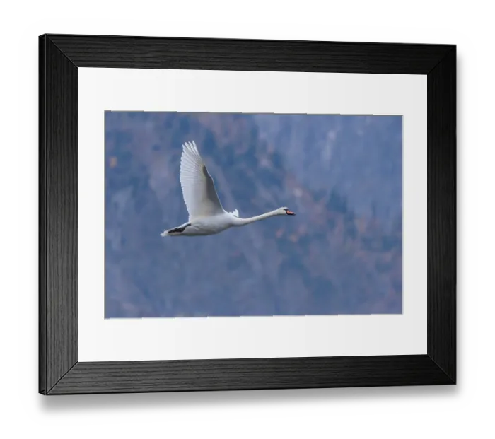 Framed Print : A mute swan (Cygnus olor) flies over a lake
