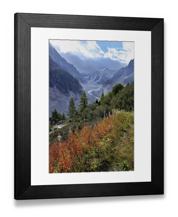 Framed Print : A group of autumn-colored narrow-leaved willow herbs (Epilobium angustifolium)