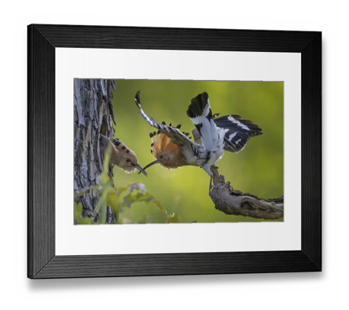 Framed Print : Hoopoe (Upupa epops) bird of the year 2022 Framed Print : Hoopoe (Upupa epops) bird of the year 2022