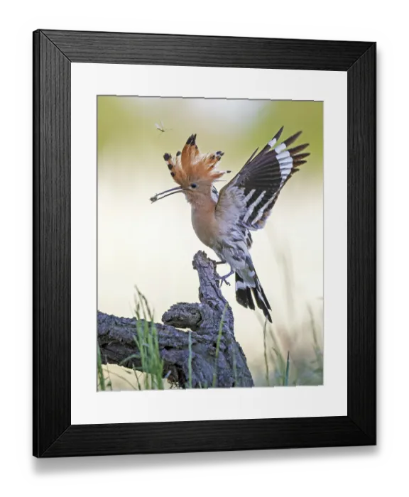 Framed Print : Hoopoe (Upupa epops) bird of the year 2022 Framed Print : Hoopoe (Upupa epops) bird of the year 2022