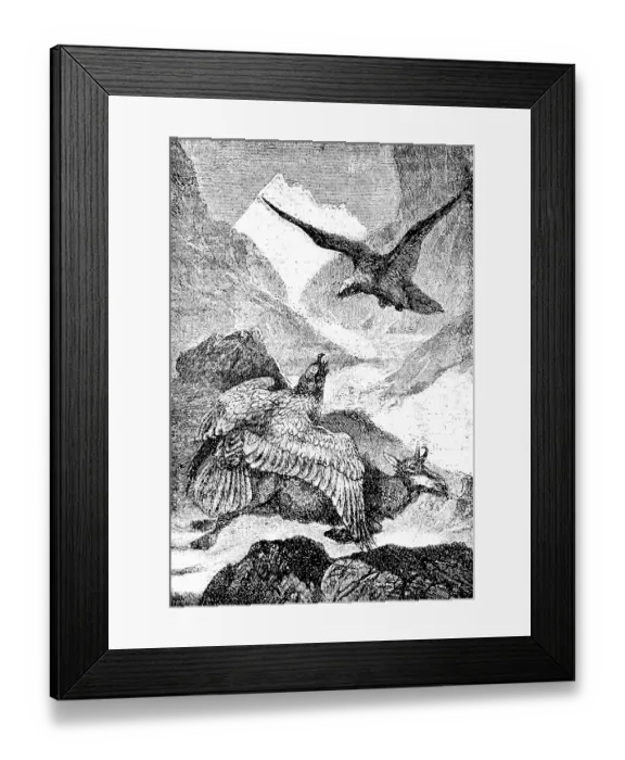 Framed Print : Two lamb vultures have cut chamois