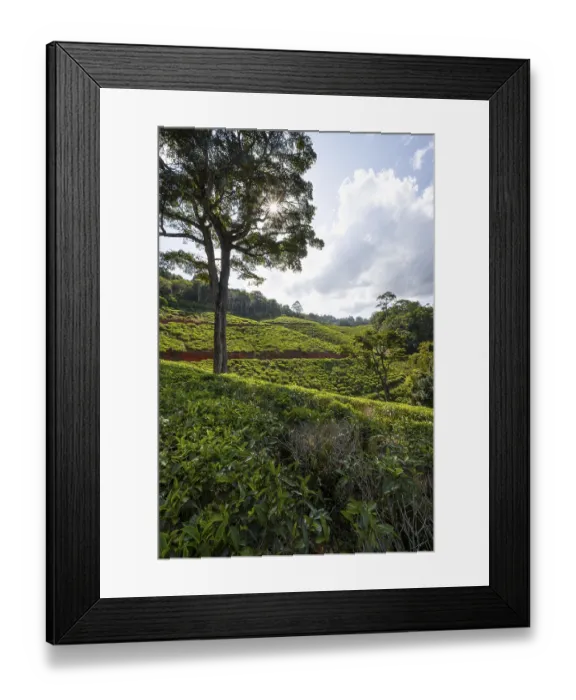Framed Print : Tea plantation on hills between tropical rainforest Framed Print : Tea plantation on hills between tropical rainforest