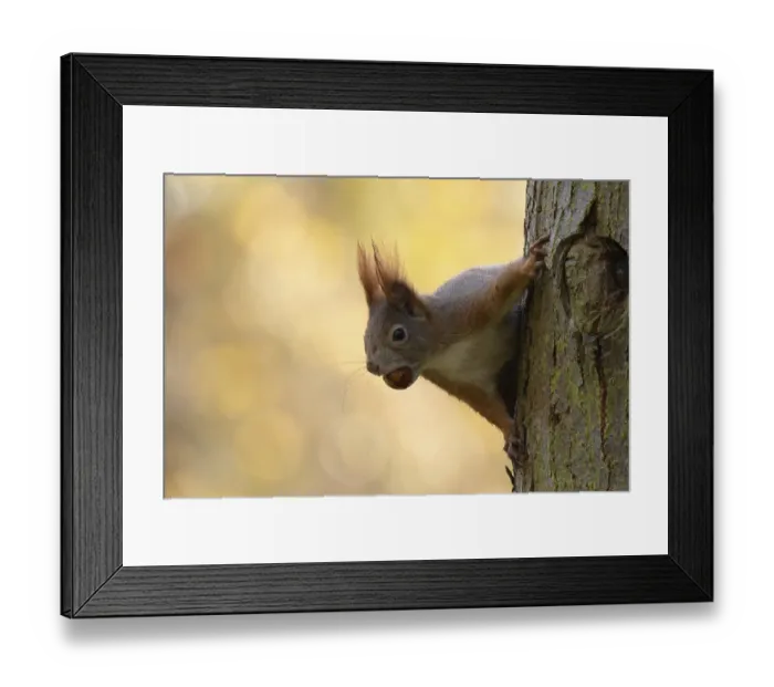Framed Print : A squirrel (Sciurus vulgaris) climbs up a tree and keeps a nut in its mouth in autumn surroundings Framed Print : A squirrel (Sciurus vulgaris) climbs up a tree and keeps a nut in its mouth in autumn surroundings