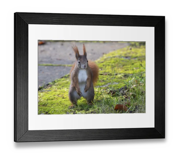 Framed Print : A curious squirrel (Sciurus vulgaris) stands on moss-covered soil in an autumn environment Framed Print : A curious squirrel (Sciurus vulgaris) stands on moss-covered soil in an autumn environment