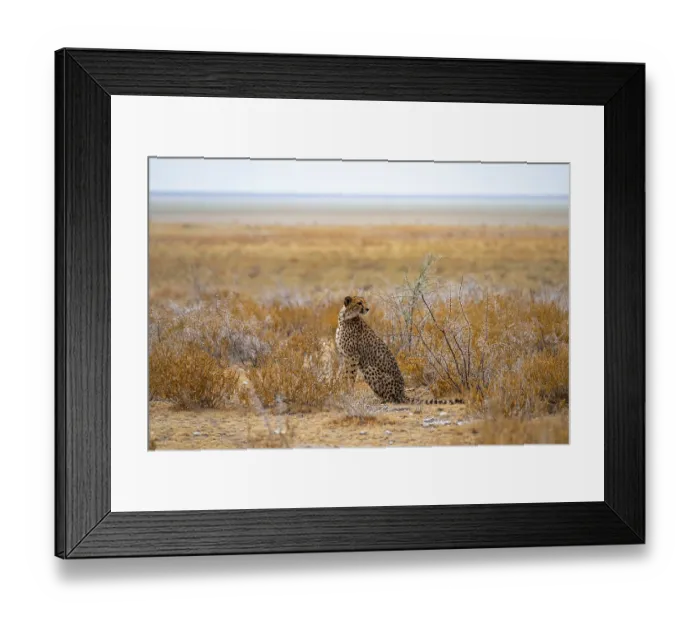 Framed Print : Cheetah (Acinonyx jubatus) sits in dry savanna