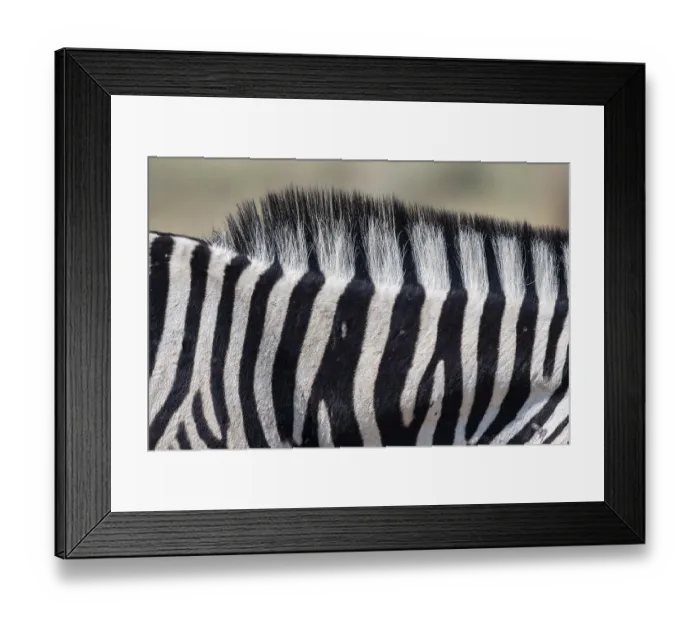 Framed Print : Burchell's zebra (Equus quagga burchellii) Framed Print : Burchell's zebra (Equus quagga burchellii)