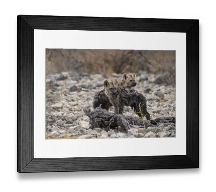 Framed Print : Spotted hyena or spotted hyena (Crocuta crocuta)