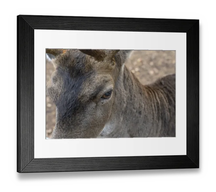 Framed Print : Eye of a fallow deer (Dama dama) close up