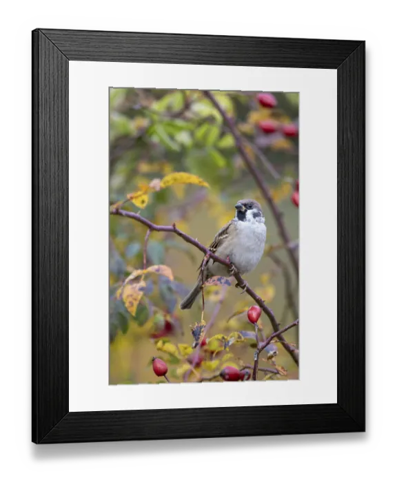 Framed Print : Tree sparrow (Passer montanus) sitting in a wild rose bush Framed Print : Tree sparrow (Passer montanus) sitting in a wild rose bush