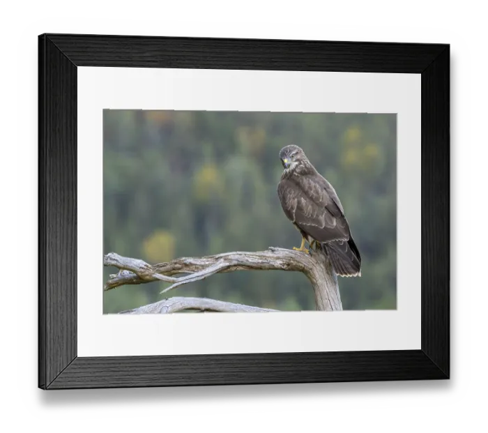 Framed Print : Buzzard (Buteo buteo) sitting on a branch
