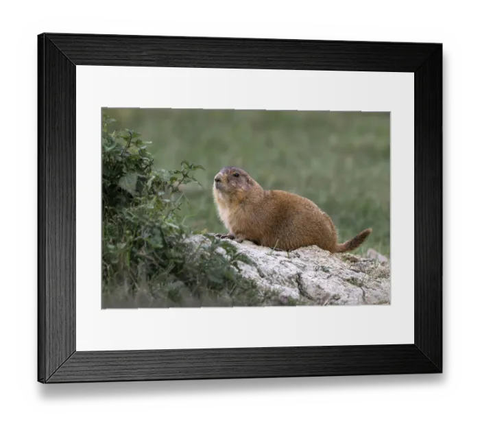 Framed Print : Prairie Dog (Cynomys ludovicianus)