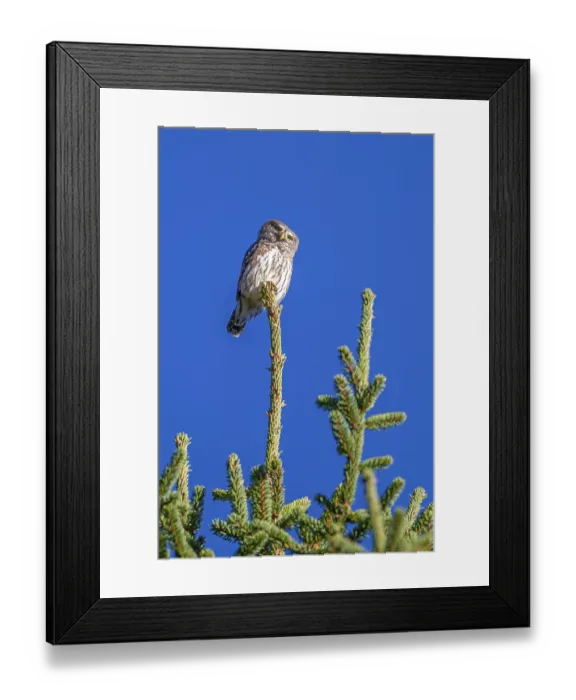 Framed Print : Sparrow owl (Glaucicium passerinum) sitting on the tip of a spruce tree Framed Print : Sparrow owl (Glaucicium passerinum) sitting on the tip of a spruce tree