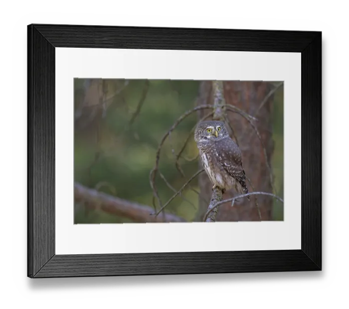 Framed Print : Sparrow owl (Glaucicium passerinum) sitting on a branch
