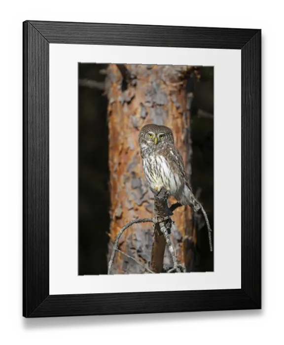 Framed Print : Sparrow owl (Glaucicium passerinum) sitting on a branch