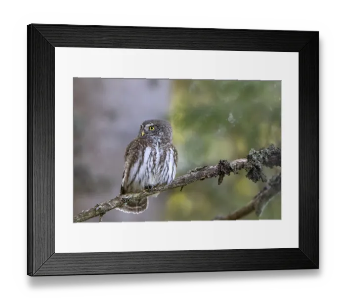 Framed Print : Sparrow owl (Glaucicium passerinum) sitting on a branch