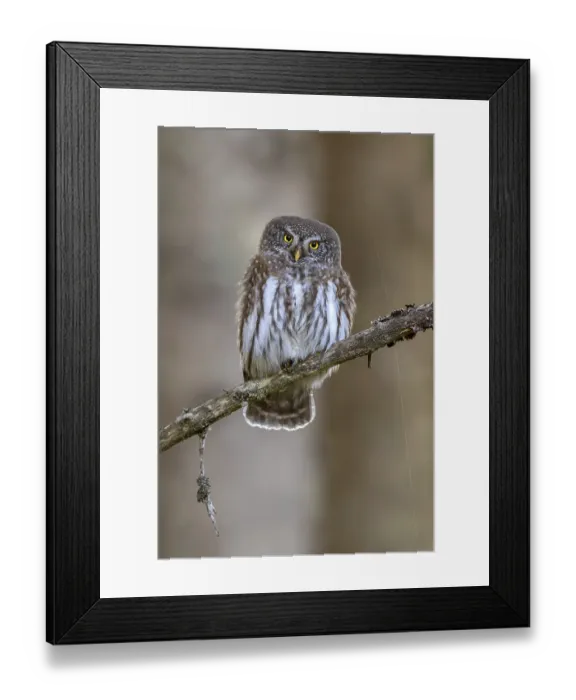 Framed Print : Sparrow owl (Glaucicium passerinum) sitting on a branch Framed Print : Sparrow owl (Glaucicium passerinum) sitting on a branch