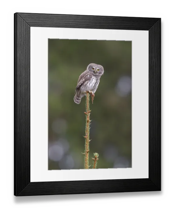 Framed Print : Sparrow owl (Glaucicium passerinum) sitting on the tip of a spruce tree