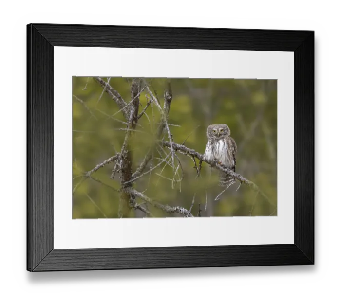 Framed Print : Sparrow owl (Glaucicium passerinum) sitting on a branch Framed Print : Sparrow owl (Glaucicium passerinum) sitting on a branch