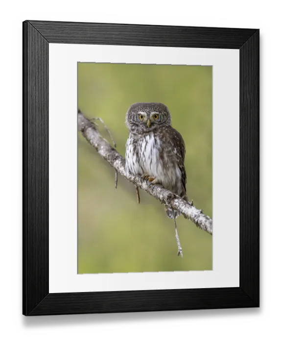 Framed Print : Sparrow owl (Glaucicium passerinum) sitting on a branch