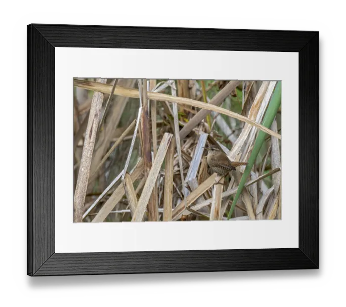 Framed Print : Wren (Troglodytes troglodytes) sitting on the banks of a pond