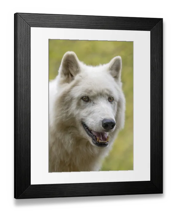 Framed Print : Arctic wolf (Canis lupus arctos)
