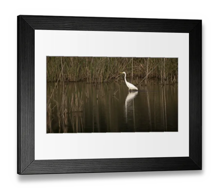Framed Print : Great egret (Egretta alba) standing in shallow water Framed Print : Great egret (Egretta alba) standing in shallow water