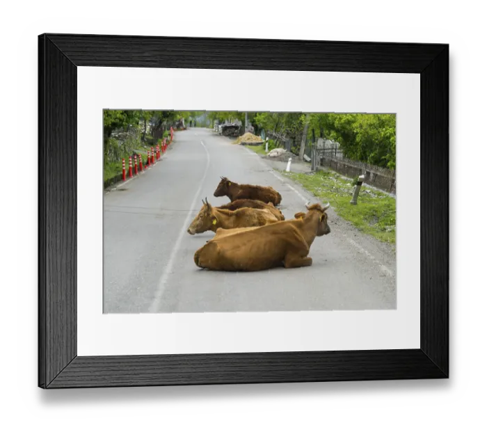 Framed Print : Three cows lie in a relaxed atmosphere on a quiet country road