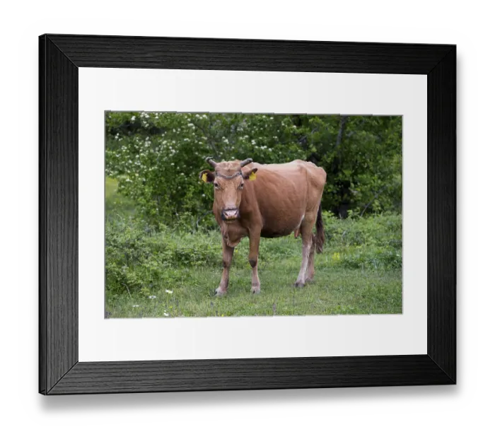 Framed Print : Brown cow standing on a green meadow with trees in the background Framed Print : Brown cow standing on a green meadow with trees in the background