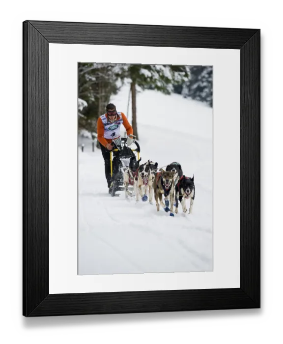 Framed Print : Sled dog racing, Todtmoos, Black Forest
