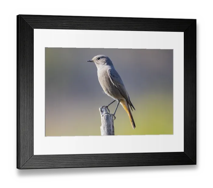 Framed Print : Redtail (Phoenicurus ochruros) Germany Framed Print : Redtail (Phoenicurus ochruros) Germany